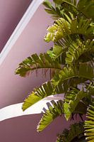 Palmenblätter mit rosa Art-déco-Architektur