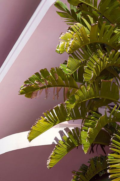Palm leaves with pink art deco architecture by Jenine Blanchemanche