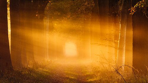 Zonneharpen in het bos in de herfst - De Moeren, Noord-Brabant