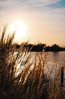 Goldener Winter