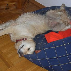Golden Retriever (Anton) schläft entspannt von lee eggstein