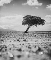 Lonely Tree in the Desert (Black And White)