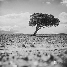 Lonely Tree in the Desert (Black And White) by Fabian Bosman