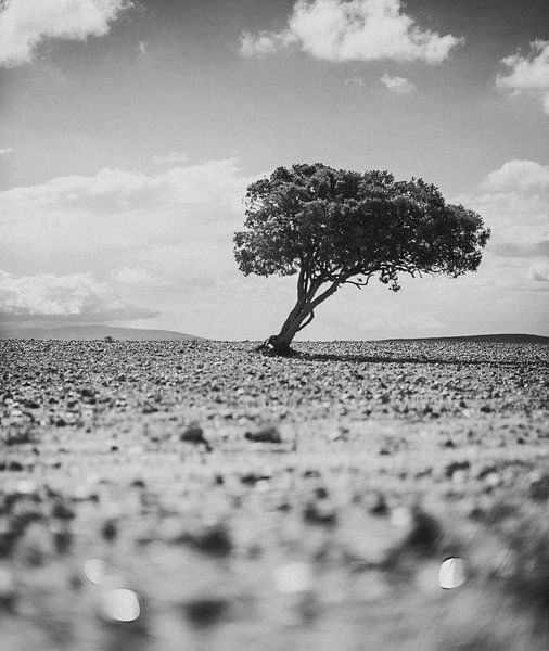 Lonely Tree in the Desert (Black And White) by Fabian Bosman