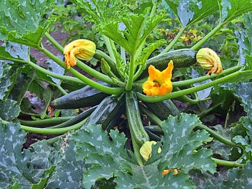 Plante de courgette