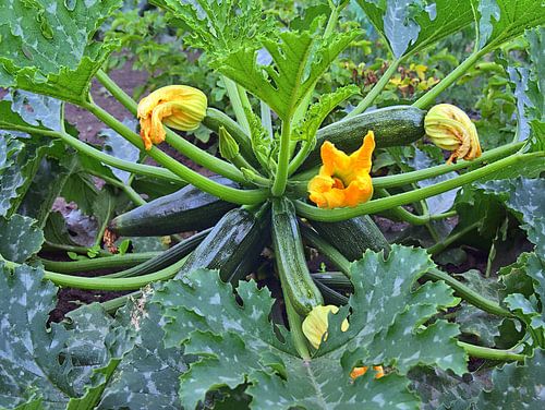 Garden courgette plant