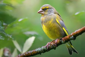 Verdier d'Europe (Chloris chloris)