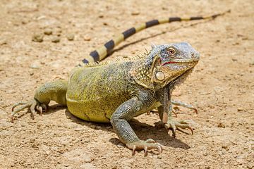 Close-up portrait of green iguana on the ground by Ben Schonewille