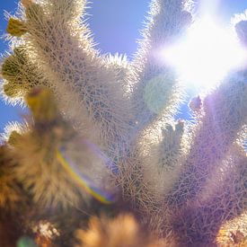 Zonnige cactussen in Joshua Tree National Park van Richard Jungschlager