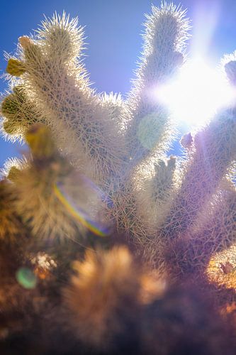 Zonnige cactussen in Joshua Tree National Park van Richard Jungschlager