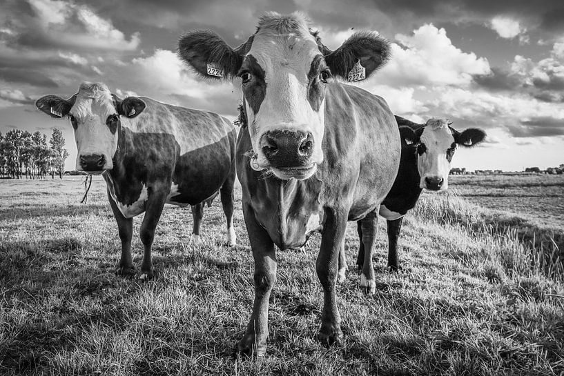 Cow is sweet by Dirk van Egmond
