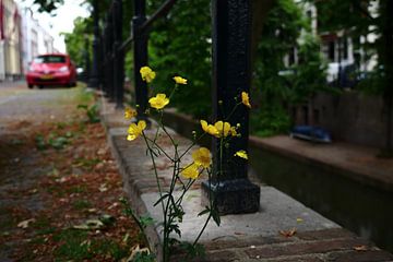 Utrecht - Einsame Blume auf dem Parkplatz von Wout van den Berg