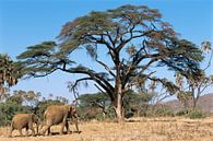 Savanneolifant (Loxodonta africana) moeder en kalf lopend door het Samburu National Reserve van Nature in Stock thumbnail
