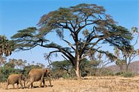 Savanneolifant (Loxodonta africana) moeder en kalf lopend door het Samburu National Reserve