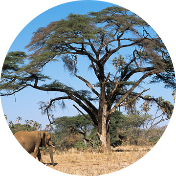 Savanneolifant (Loxodonta africana) moeder en kalf lopend door het Samburu National Reserve