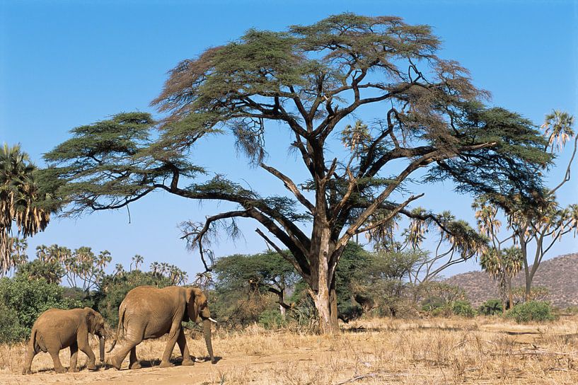 Savanneolifant (Loxodonta africana) moeder en kalf lopend door het Samburu National Reserve van Nature in Stock