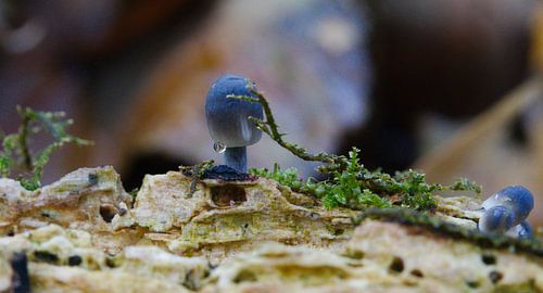 Mushroom macro