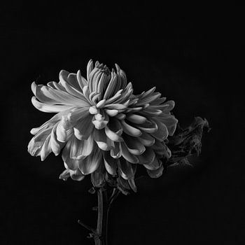 Faded Chrysant #8359