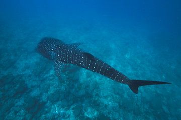 Whale shark in the Maldives by Visuals by Justin