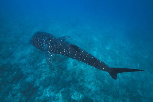 Walhai auf den Malediven