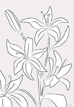 Lillies nr. 03, 1x Studio II