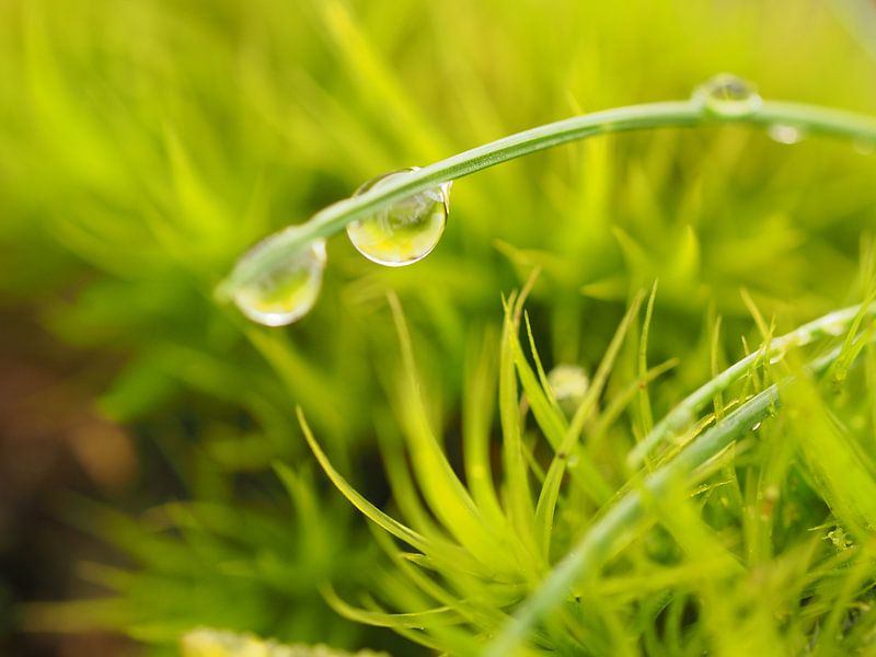 raindrops by Marjanne van der Linden