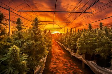 Coucher de soleil sur une ferme de cannabis avec des rangées de plantes dans une serre sur Animaflora PicsStock