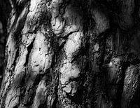 Bark