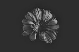 Unterseite einer Blume von it's a Boone thing