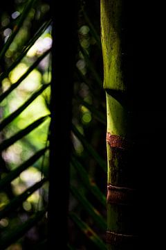 Detailfoto van abstracte bamboe in Nieuw-Zeeland van Paul van Putten