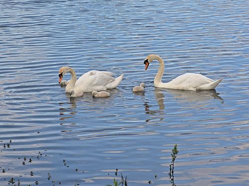 Zwanenfamilie in het meer