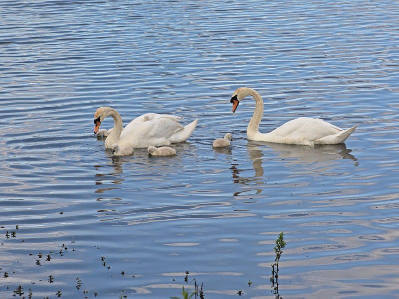 Zwanenfamilie in het meer van Kristof Lauwers
