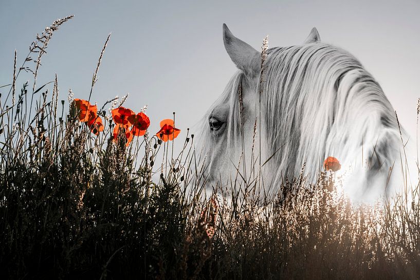 Paard in Reflectie tussen Klaprozen en Avondlicht van Femke Ketelaar