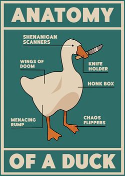 Anatomy of duck