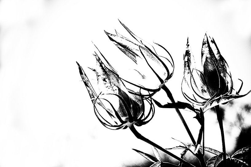 Les Jardins D'eau 13 by Esther Swaager