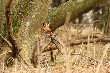 Rode vos verscholen achter een  boom