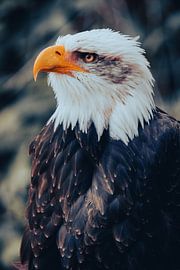Powerful look - a symbol of strength and freedom by Thorsten Güttes / 25pictures