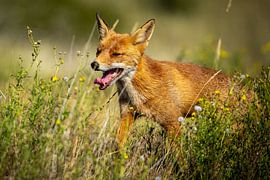 Rotfuchs in waterleidingduinen von Arjan Warmerdam