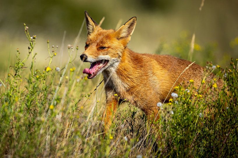 Red fox in waterleidingduinen by Arjan Warmerdam