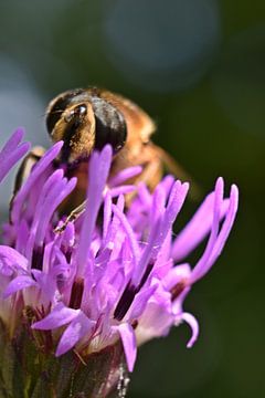 Makro einer Biene von Daphne van der straaten