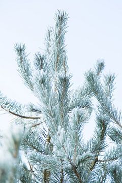 Winter in Nederland | Kerstboom met sneeuw  van Chantal Cornet