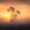Oranje Mist op de Heide van Zwoele Plaatjes
