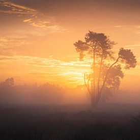 Orangefarbener Nebel in der Heidelandschaft von Zwoele Plaatjes