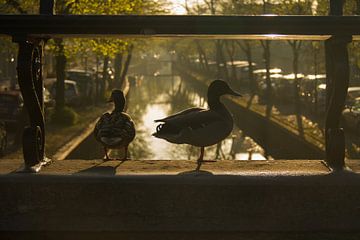 Natuur in de stad (Edam) van Marianne Jonkman