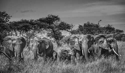 Threatening herd of elephants with young in black and white