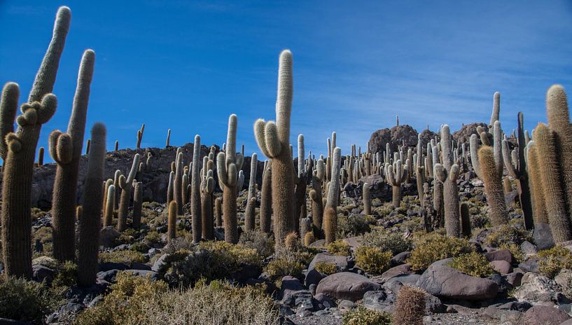 Cactuseiland in een zoutmeer gelegen in Bolivia. von Tanja de Mooij
