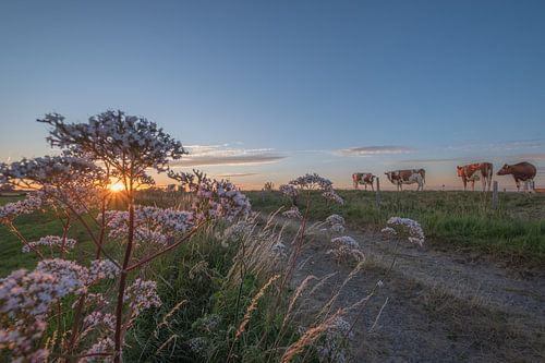Koeien op de dijk bij zonsondergang