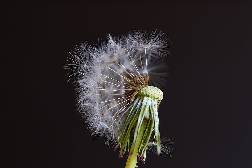Paardenbloem pluis van Ad Jekel