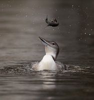 IJsduiker met rivierkreeft