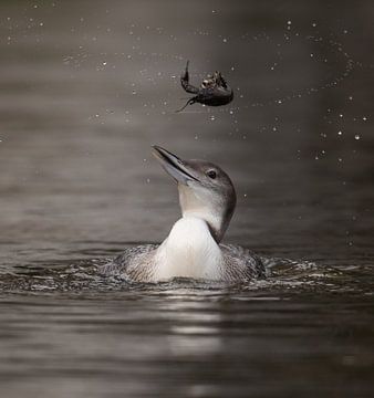 IJsduiker met rivierkreeft sur Annelies 't Hooft